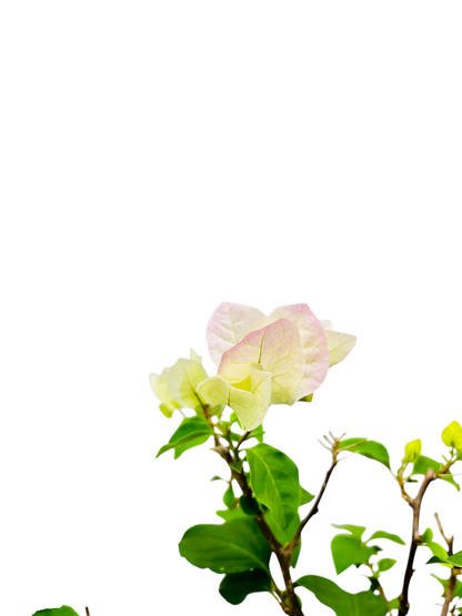 10” White/Pink Flowering Bougainvillea Bonsai Tree