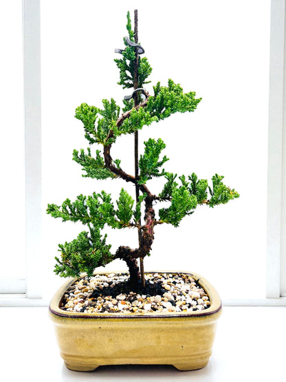 8 Inch Juniper Squamata Bonsai Tree - Yellow Rectangle Pot