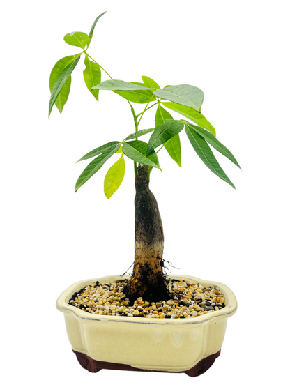 5 Leaves Indoor Guiana Chestnut “Pachira Aquatica” Bonsai Tree 8 Inch 发财树