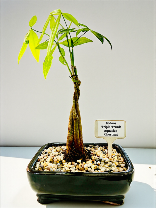 Triple Trunk Indoor Guiana Chestnut “Pachira Aquatica” Bonsai Tree 8 Inch 发财树