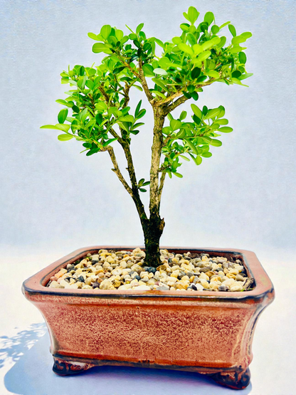Japanese Boxwood 8" Bonsai Tree - Rustic Pot