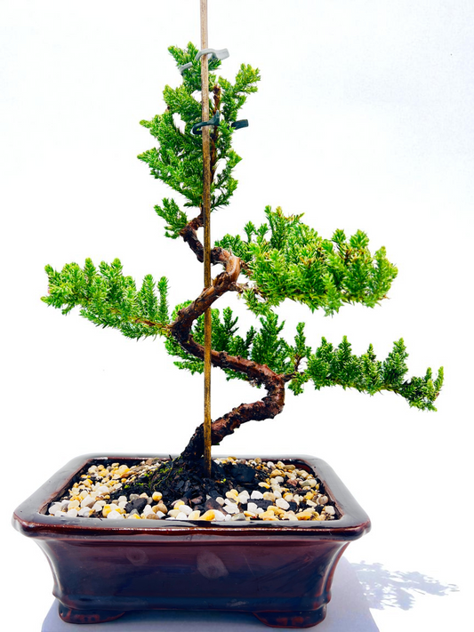 8 Inch Juniper Squamata Bonsai Tree - Black Rectangle Pot