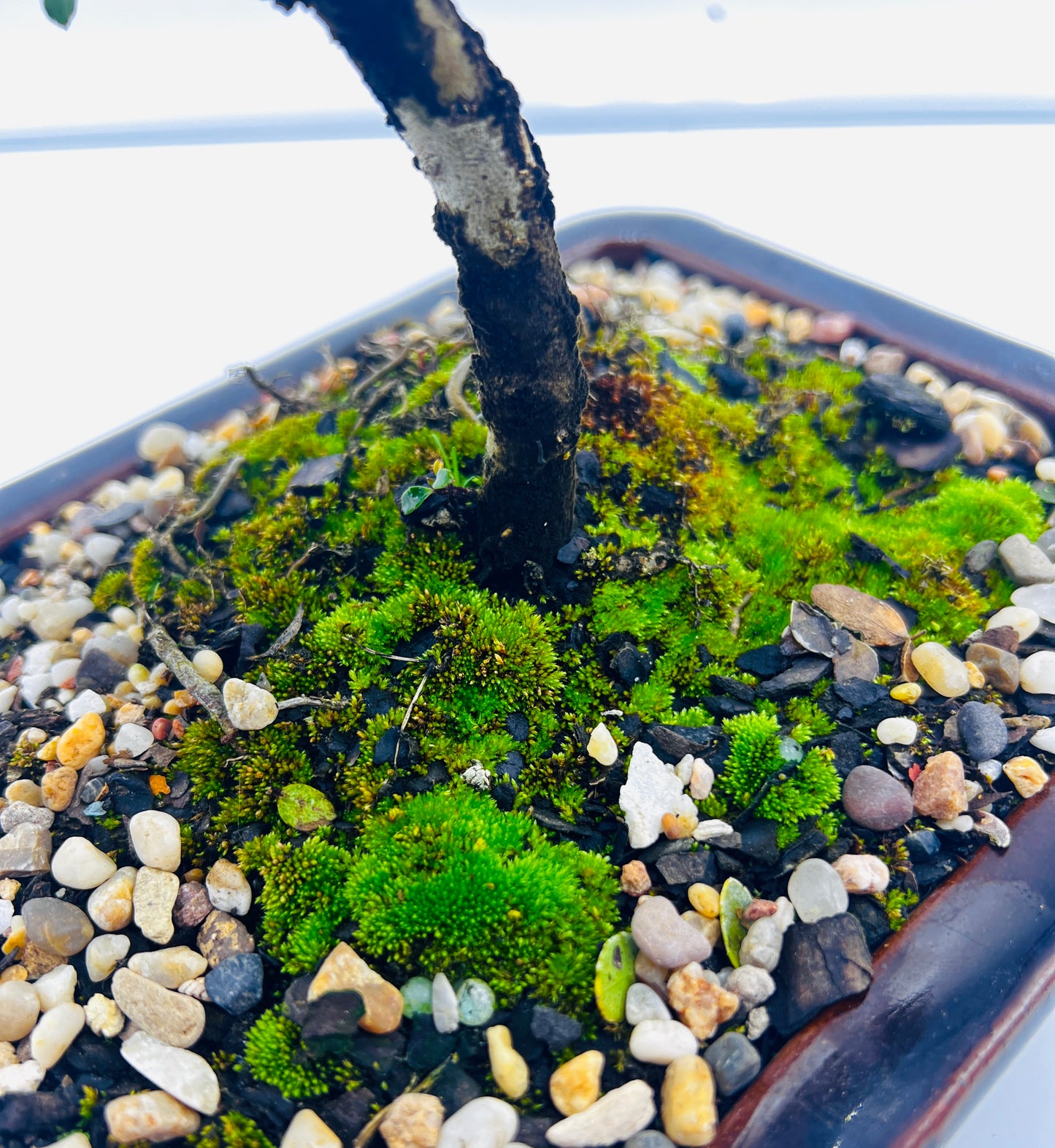 8 Inch Japanese Dwarf Holly Cloud Style Bonsai Tree - Black Rectangle Pot