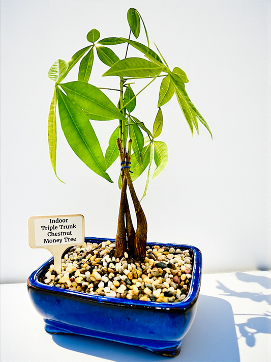 Triple Trunk Indoor Guiana Chestnut “Pachira Aquatica” Bonsai Tree 8 Inch 发财树
