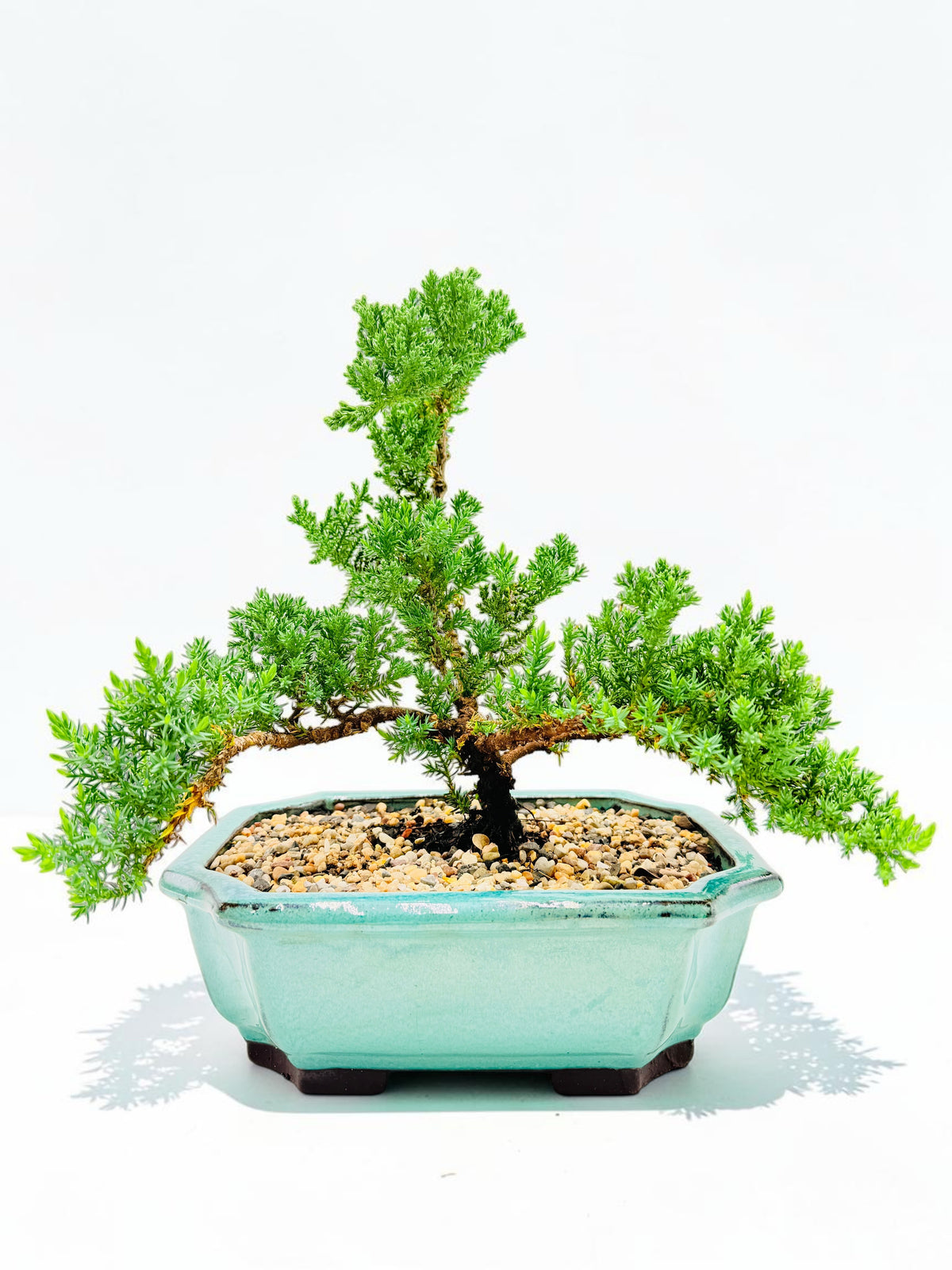 10 Inch Juniper Squamata Bonsai Tree - Aqua Rectangular Pot