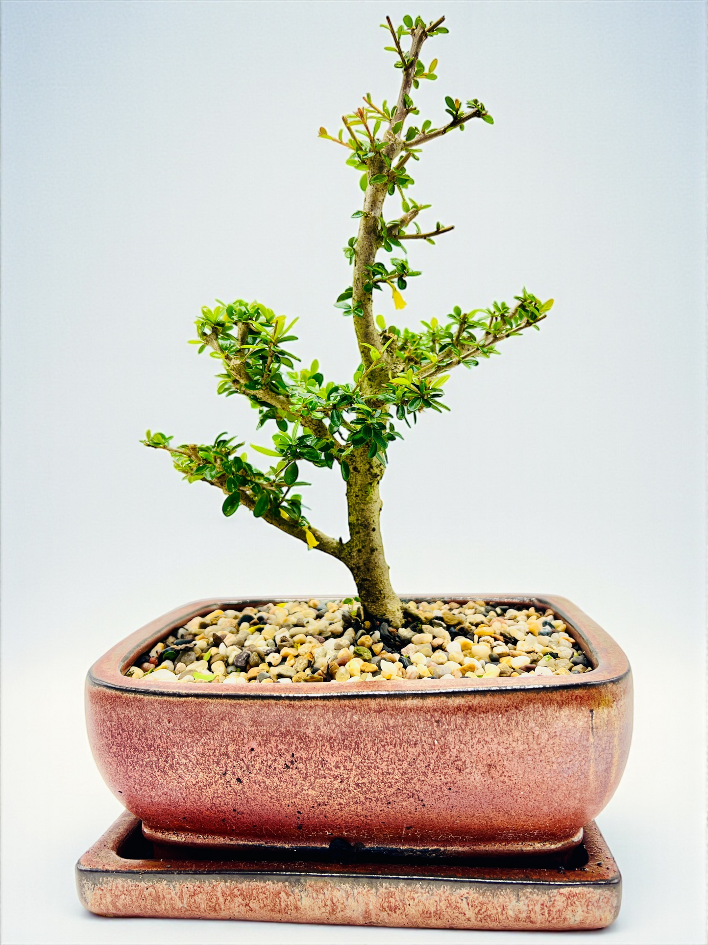 8 Inch Neea Buxifolia Bonsai Tree - Rustic Pot With Saucer