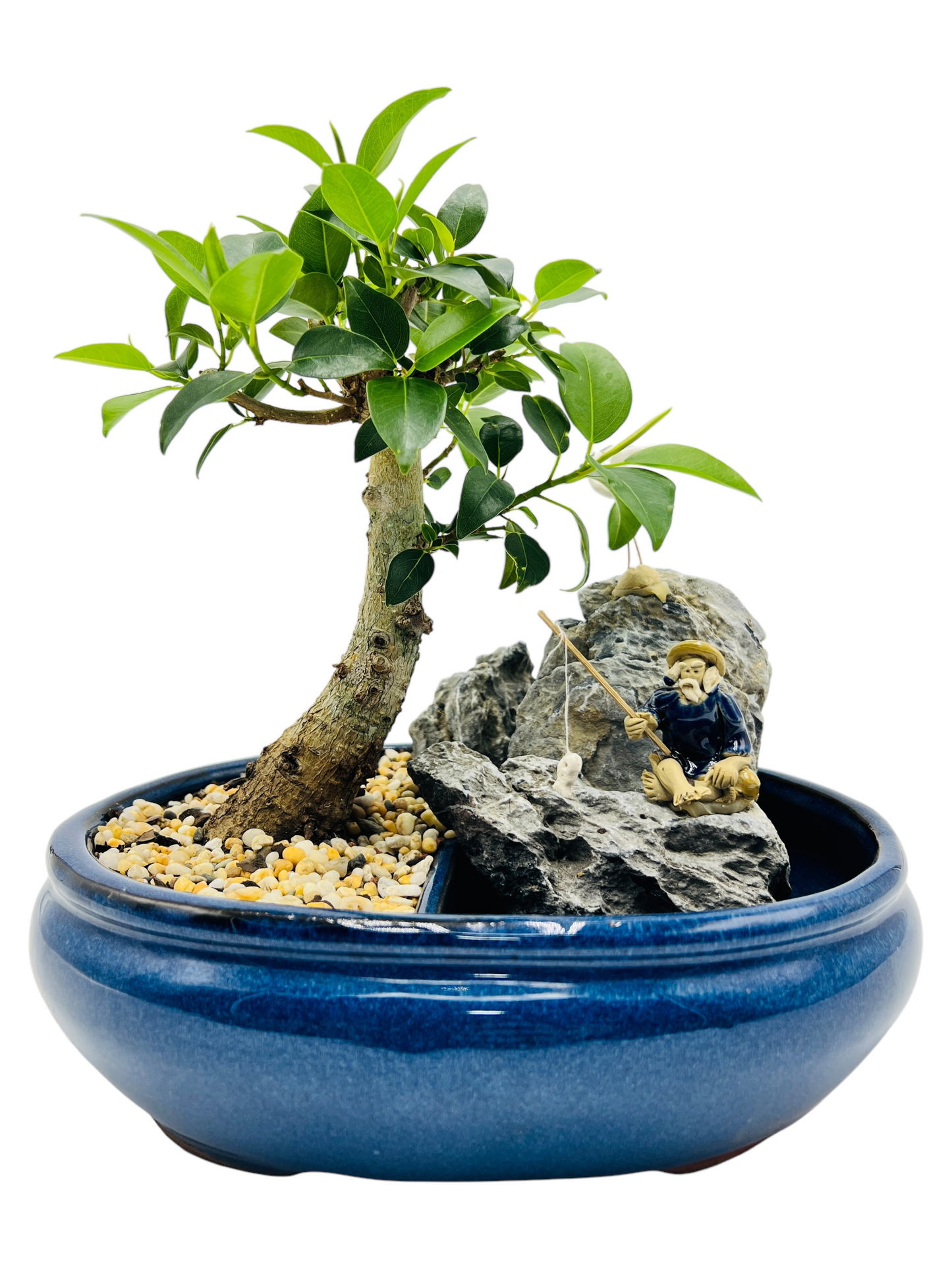 10 Inch Small Leaf Fig Bonsai Tree With Rock Feature