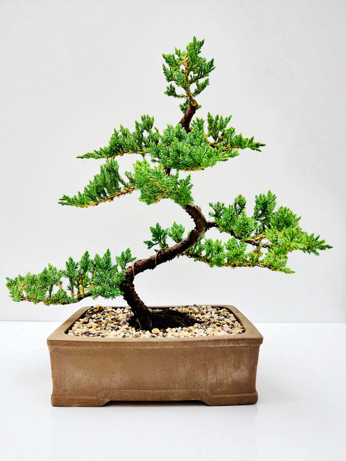 2013 Advanced Twisted Trunk Juniper Squamata Bonsai Tree