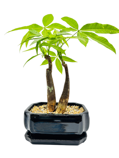 5 Leaves Twin Trunk Indoor Guiana Chestnut “Pachira Aquatica” Bonsai Tree With Saucer 8 Inch 发财树