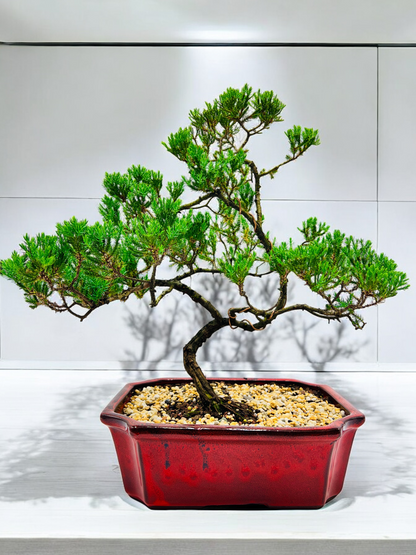 Large Juniper Squamata Bonsai Tree 12 Inch