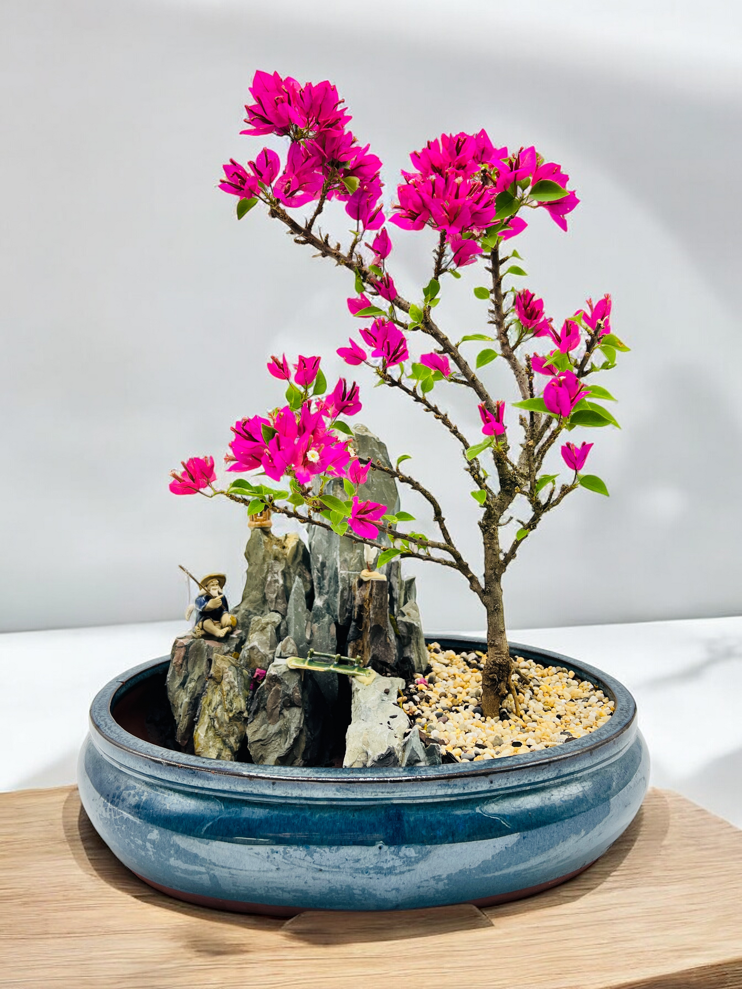 14 Inch Bougainvillea Rock Feature Bonsai Tree