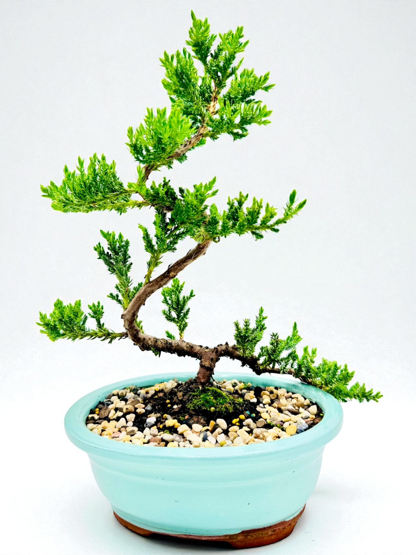 8 Inch Juniper Squamata Bonsai Tree - Turqoise Oval Pot