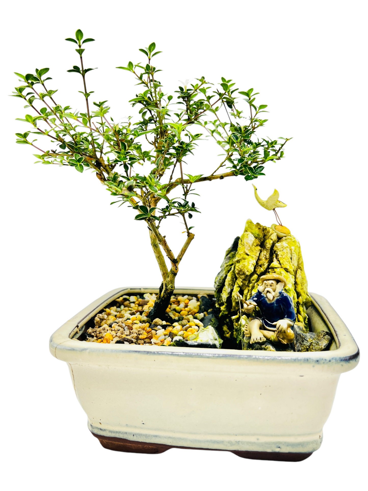 7 Inch Serissa Bonsai Tree With Rock Feature