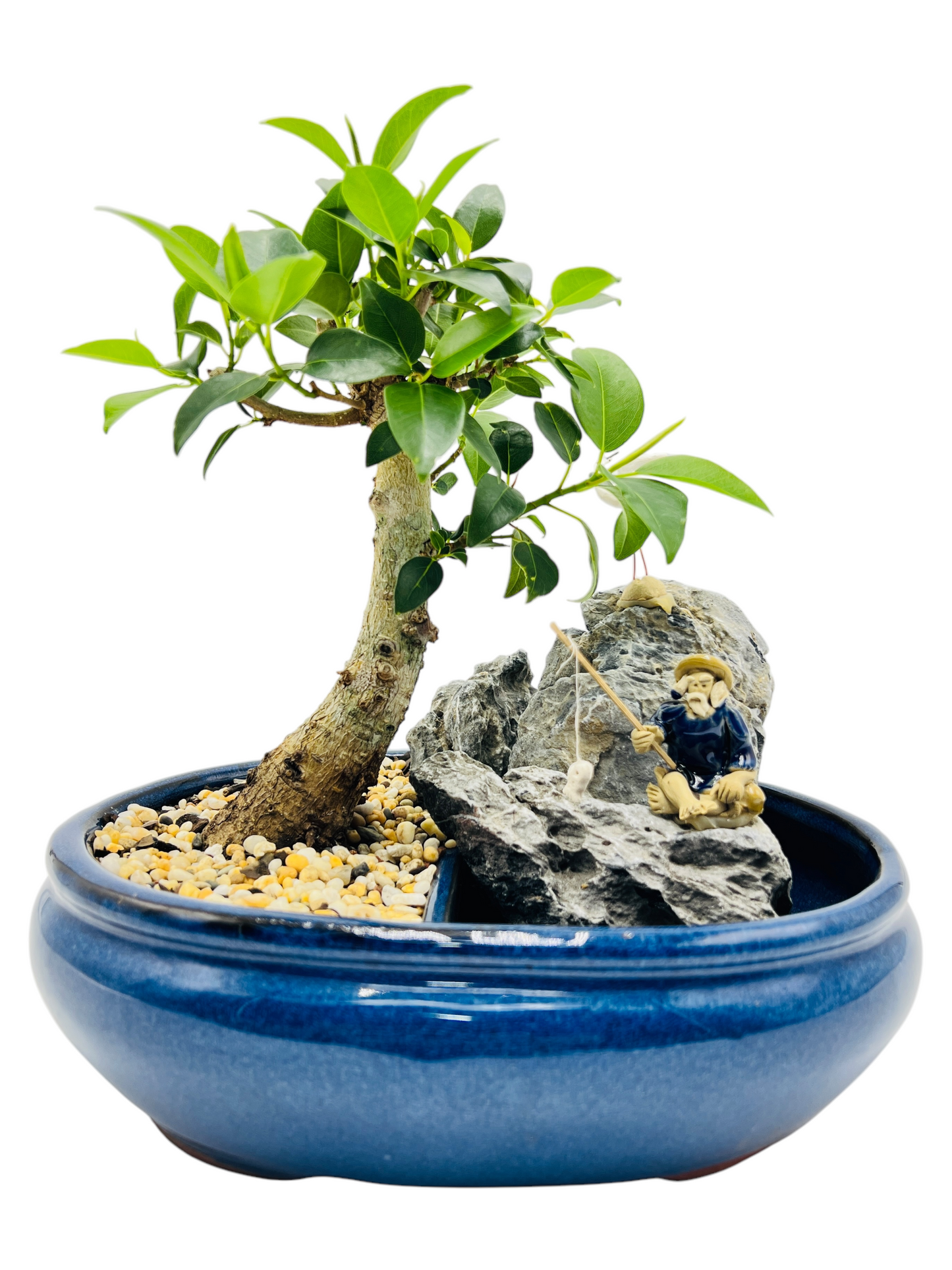 10 Inch Small Leaf Fig Bonsai Tree With Rock Feature