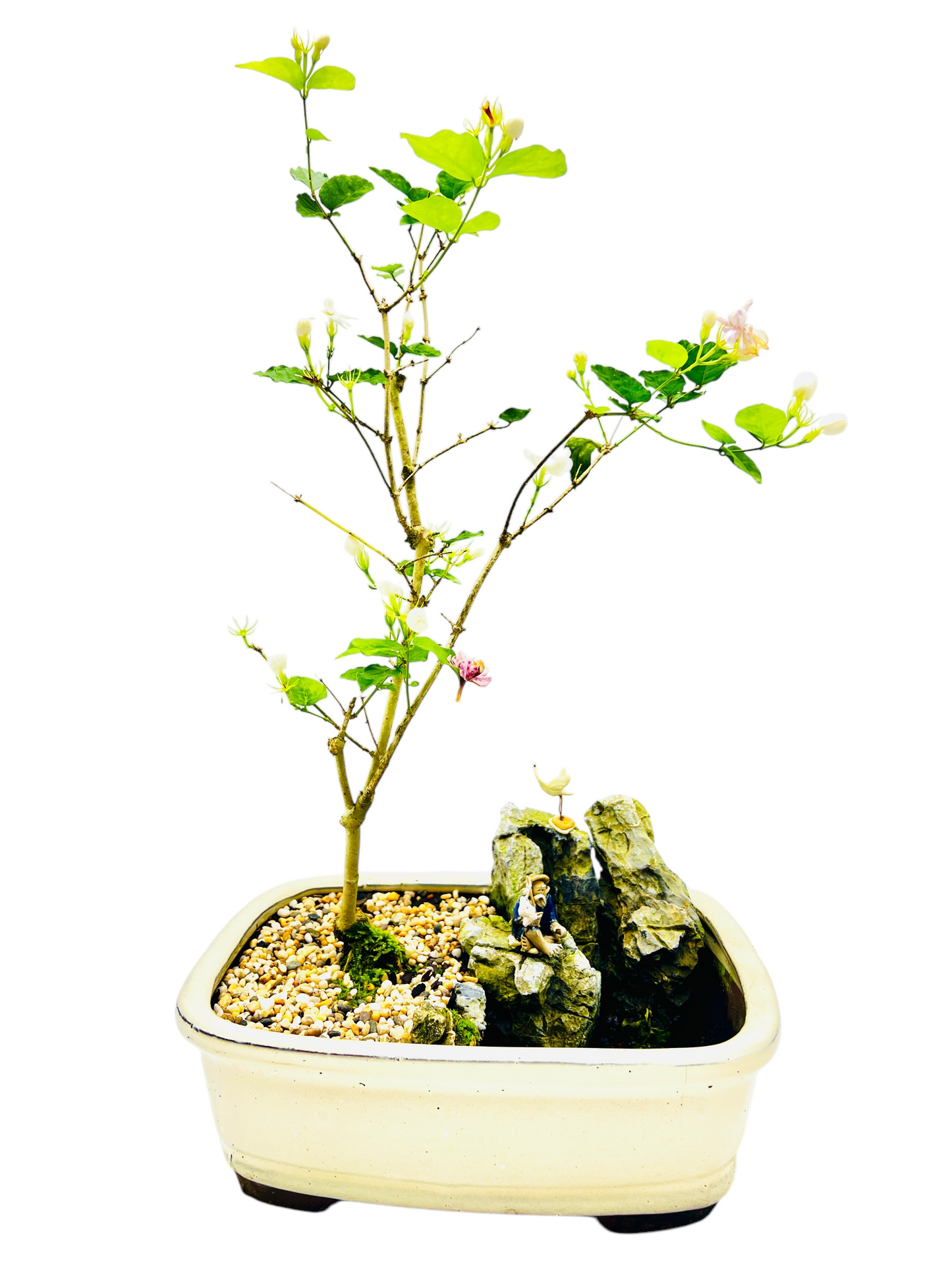 Rock Feature White/Pink Jasmine Bonsai Tree 12 Inch