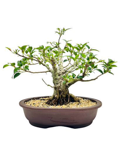 21 Year Old Small Leaf Fig Bonsai Tree