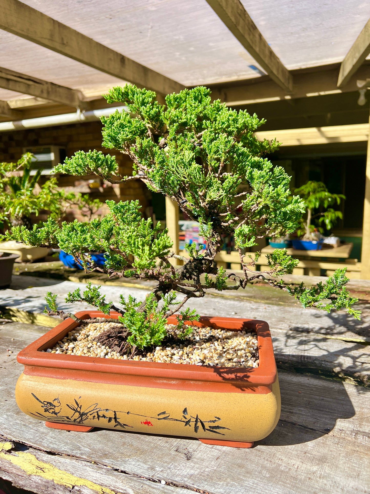 Large Juniper Squamata Bonsai Tree 12 Inch - Bonsai Gifts Nursery