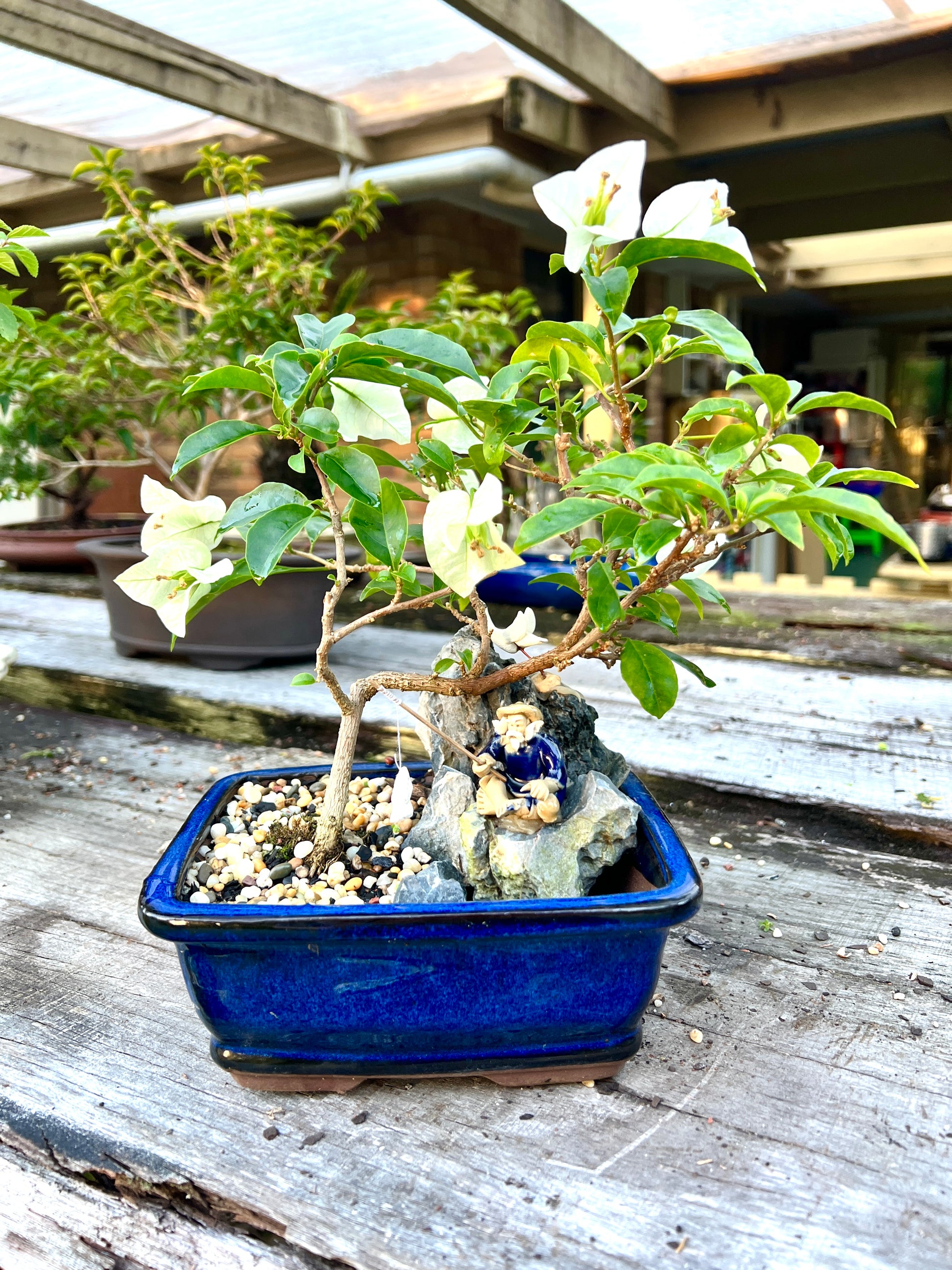 Rock Feature White Bougainvillea 7 Inch - Bonsai Gifts Nursery