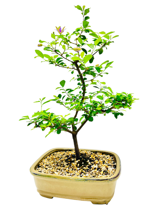 10 Inch Lavender Star Bonsai Tree