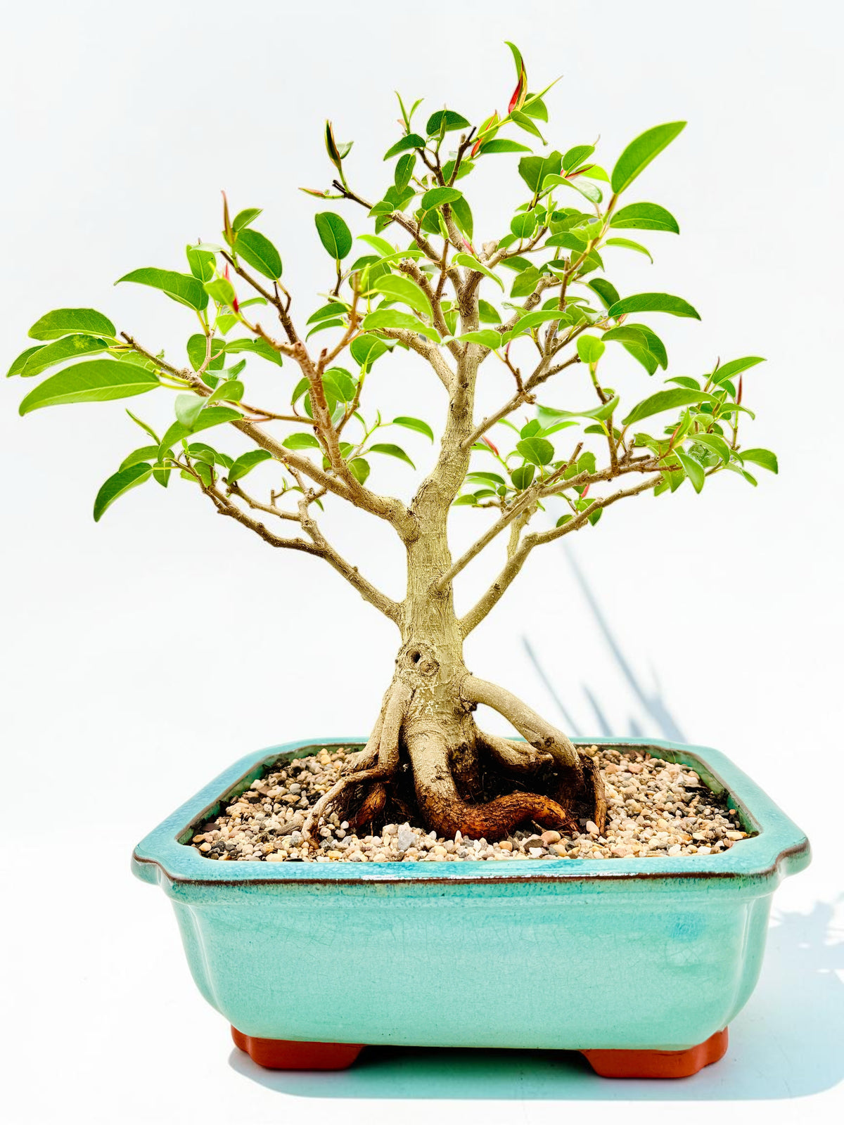 2011 Small Leaf Fig Bonsai Tree - Aqua Rectangular Pot