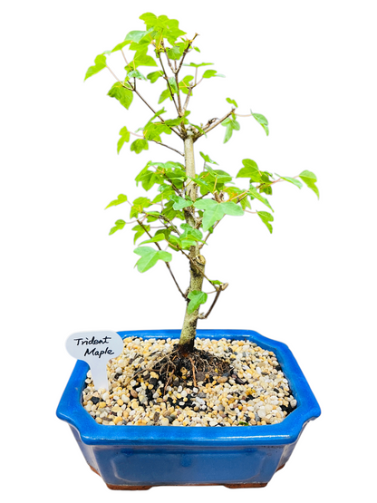 Trident Maple Bonsai Tree 8 Inch