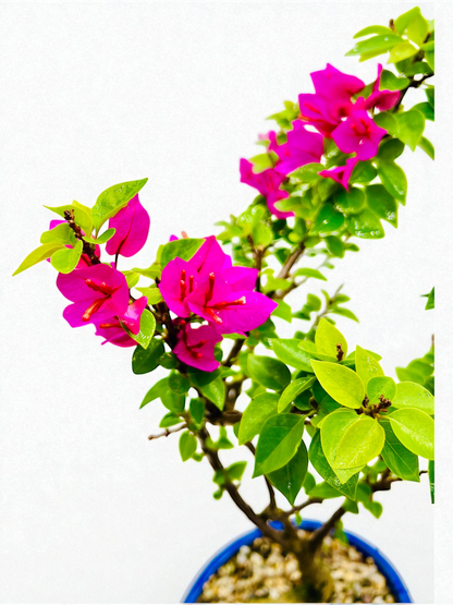 12” Pixie Pink Bougainvillea 10 Years Old 70cm Tall