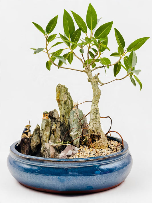2013 Small Leaf Fig With Rock Feature Bonsai Tree