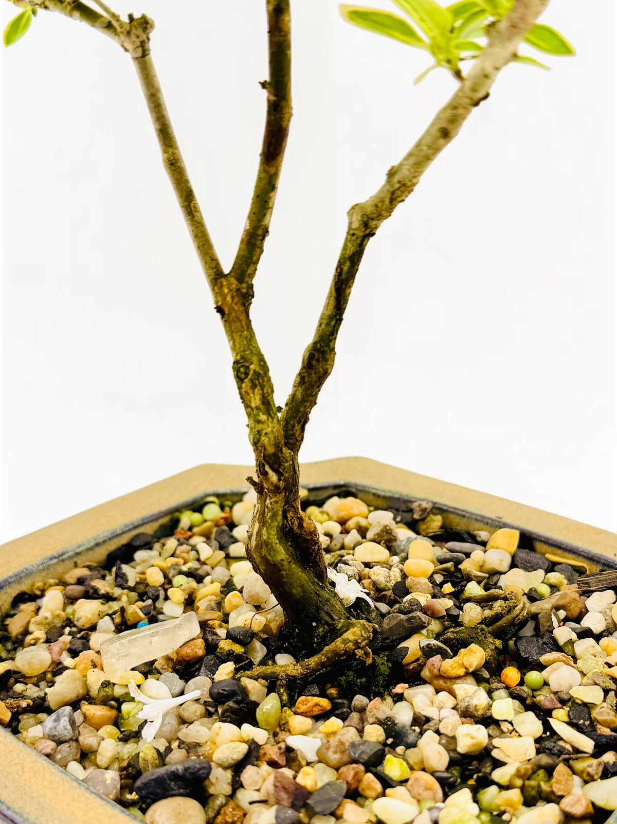 6 Inch Starter Variegated White Flowering Serissa Bonsai Tree