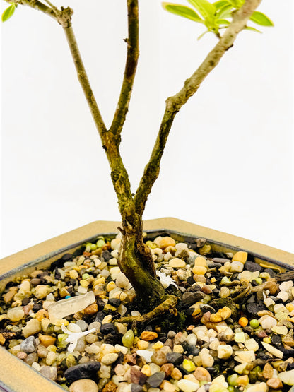 6 Inch Starter Variegated White Flowering Serissa Bonsai Tree