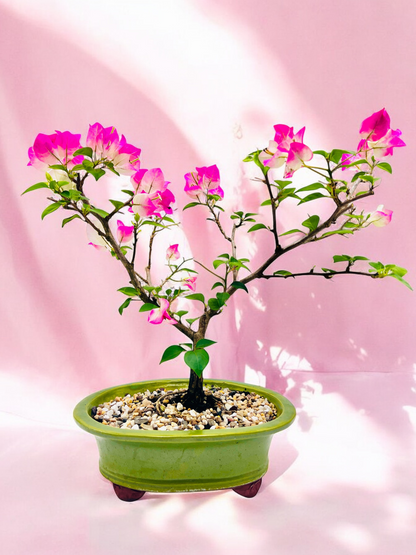 10” White/Pink Flowering Bougainvillea Bonsai Tree - Valentines Day Special