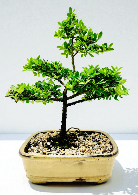 10 Inch Japanese Dwarf Holly Bonsai Tree - Yellow Rectangle Pot