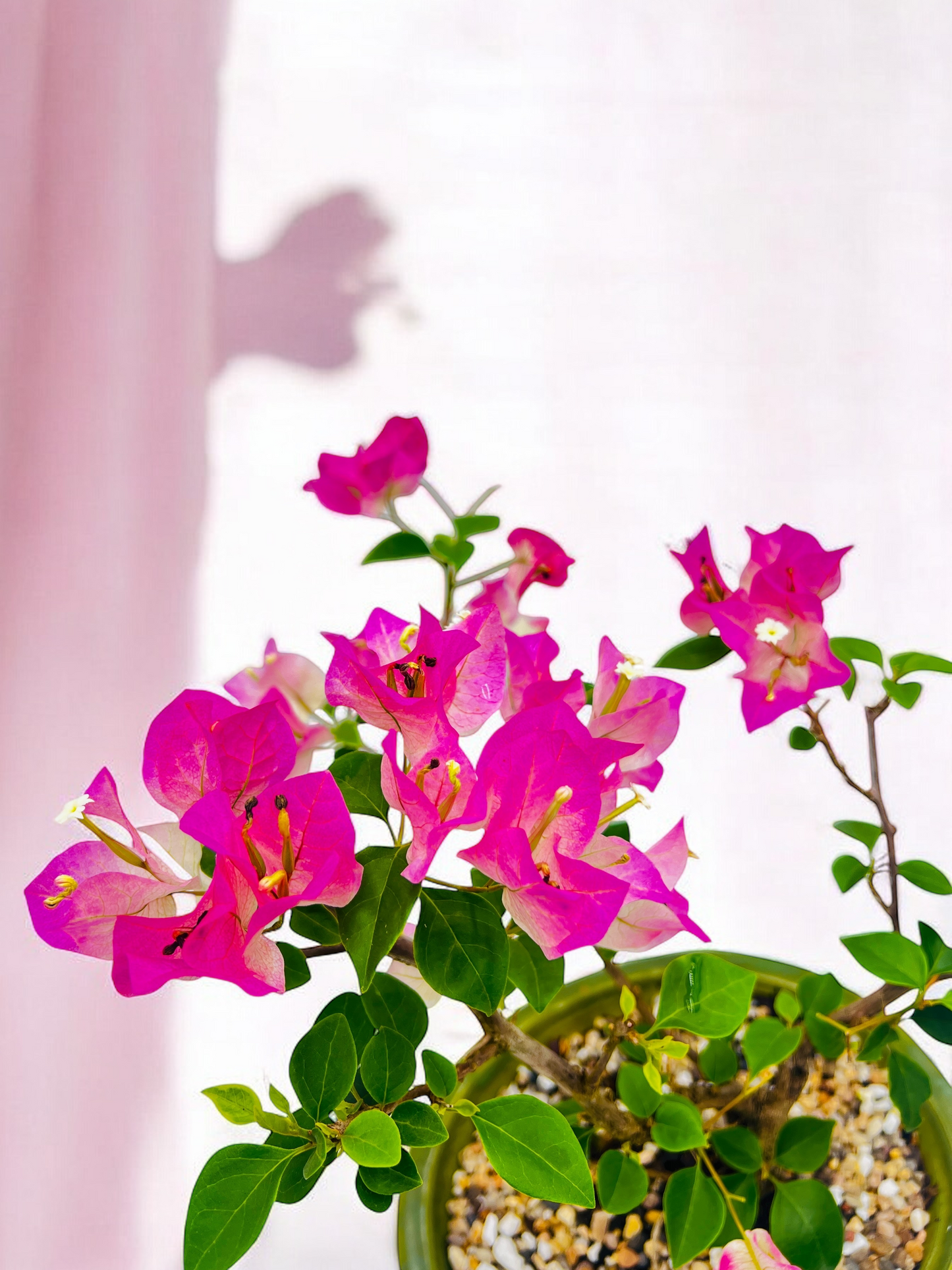 10” White/Pink Flowering Bougainvillea Bonsai Tree - Valentines Day Special