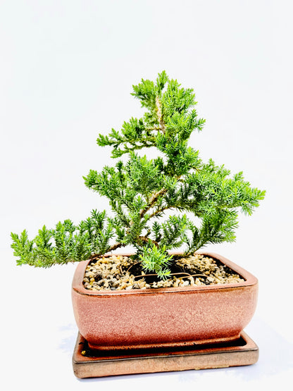 8 Inch Juniper Squamata Bonsai Tree With Saucer - Rustic Glazed Pot