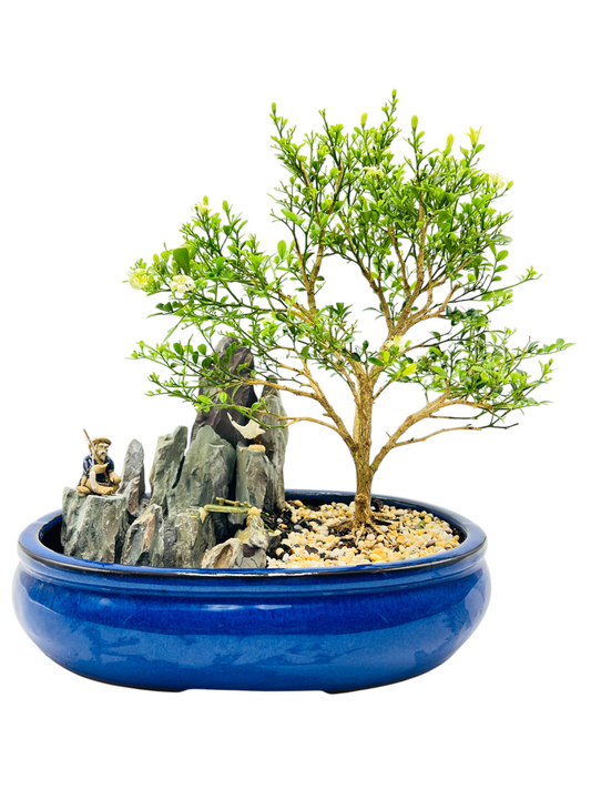 12 Inch Mini Jasmine Rock Feature Bonsai Tree