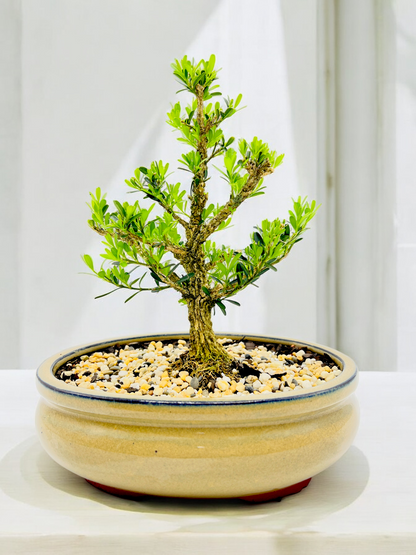 Harlandii Buxus 8" Bonsai Tree