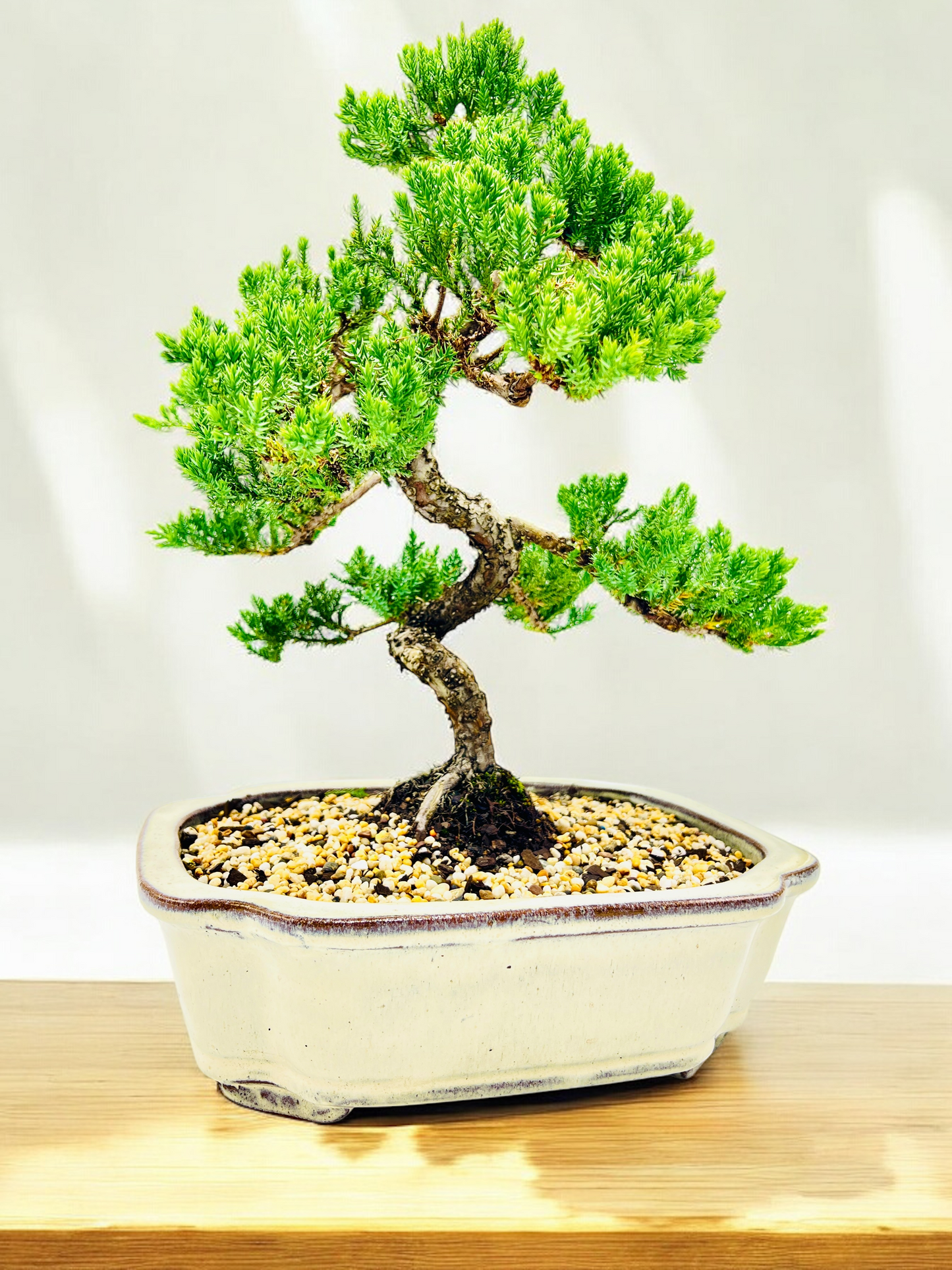 Advanced Twisted Trunk Juniper Squamata Bonsai Tree