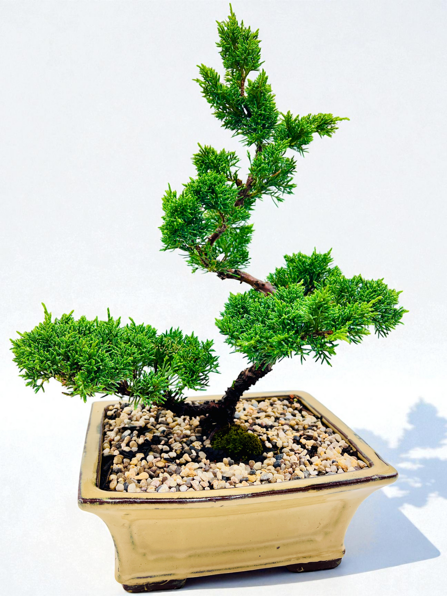2013 Twisted Trunk Japanese Shimpaku Juniper Bonsai Tree