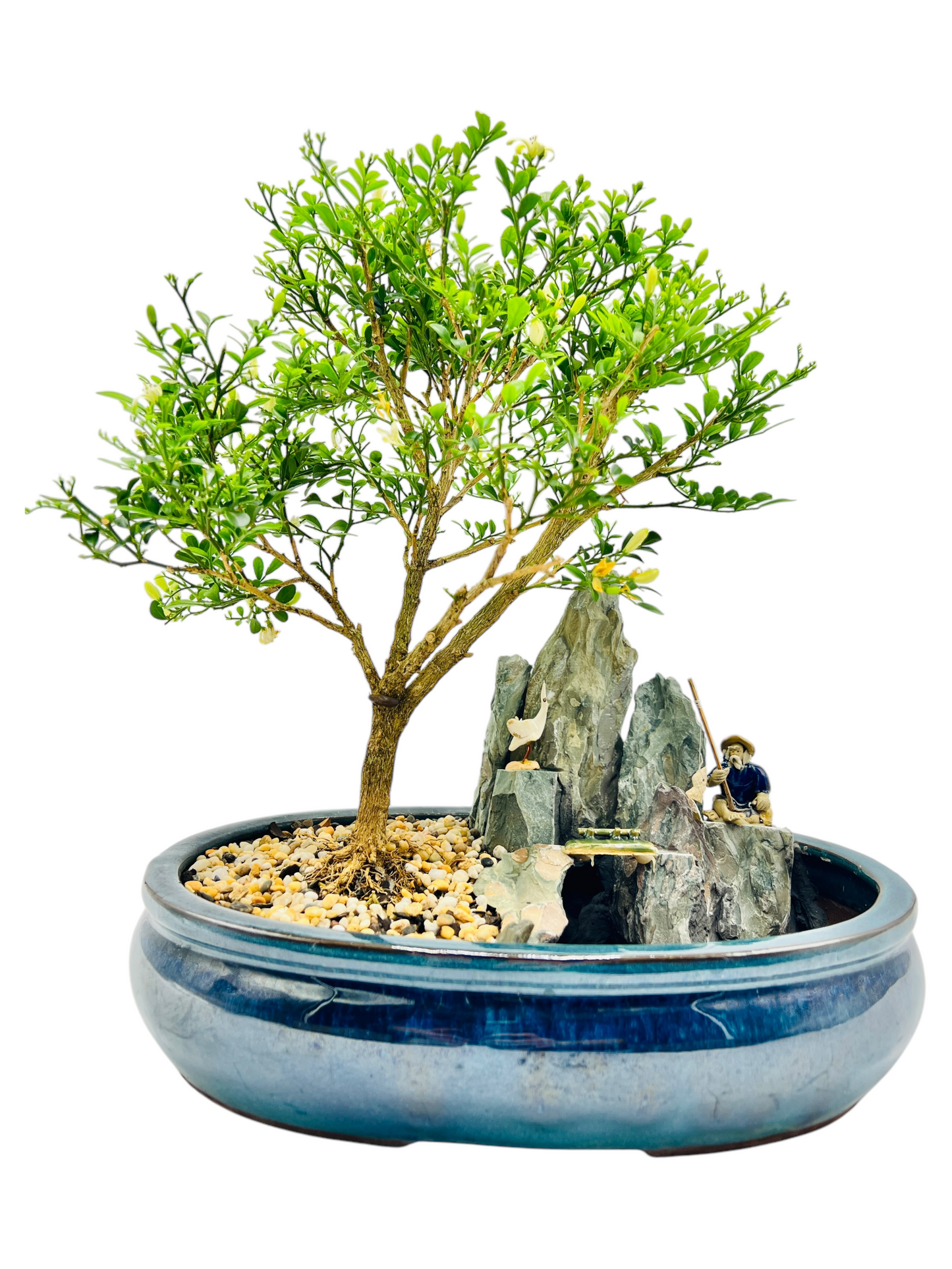 12 Inch Mini Jasmine Rock Feature Bonsai Tree