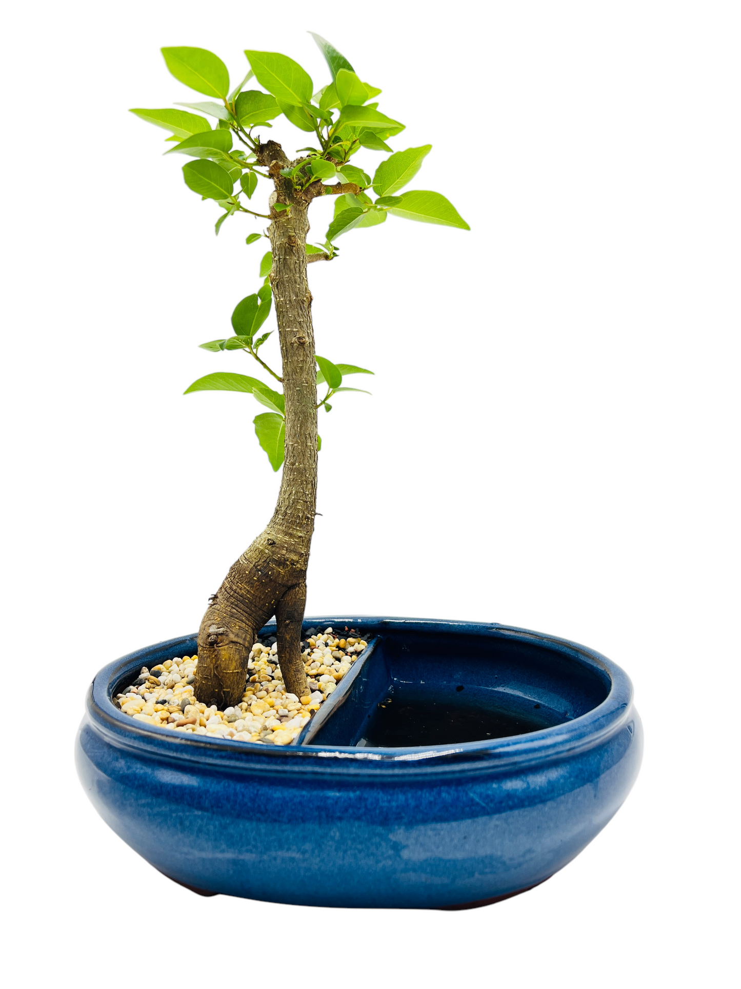 10 Inch Small LeafFig Bonsai Tree