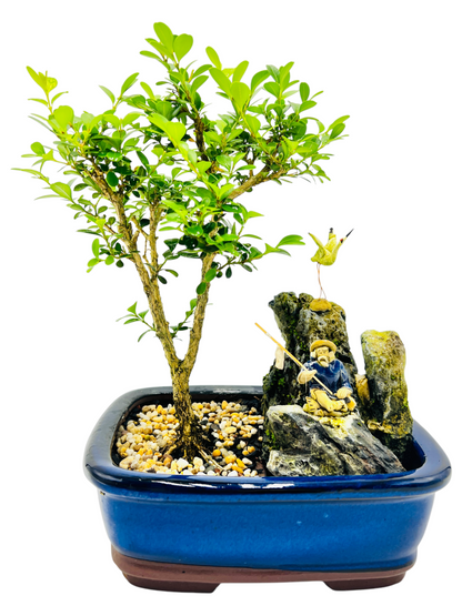 8 Inch Japanese Boxwood Bonsai Tree With Rock Feature