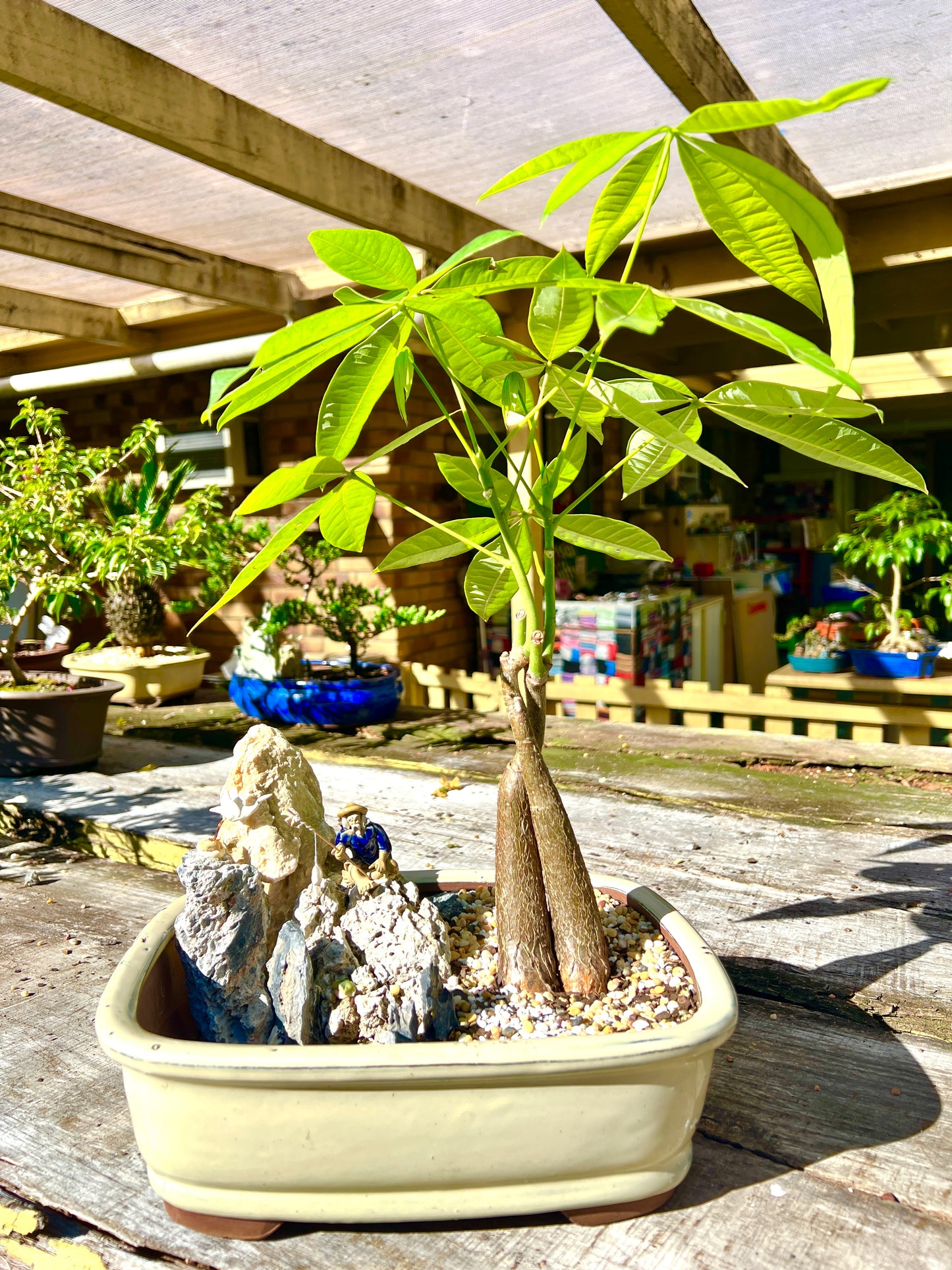 Rock Feature Twin Trunk Braided Indoor Guiana Chestnut “Pachira Aquatica” Bonsai Tree 12 Inch 发财树