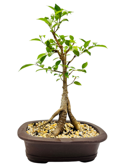 9 Inch Tiger Bark Fig Bonsai Tree