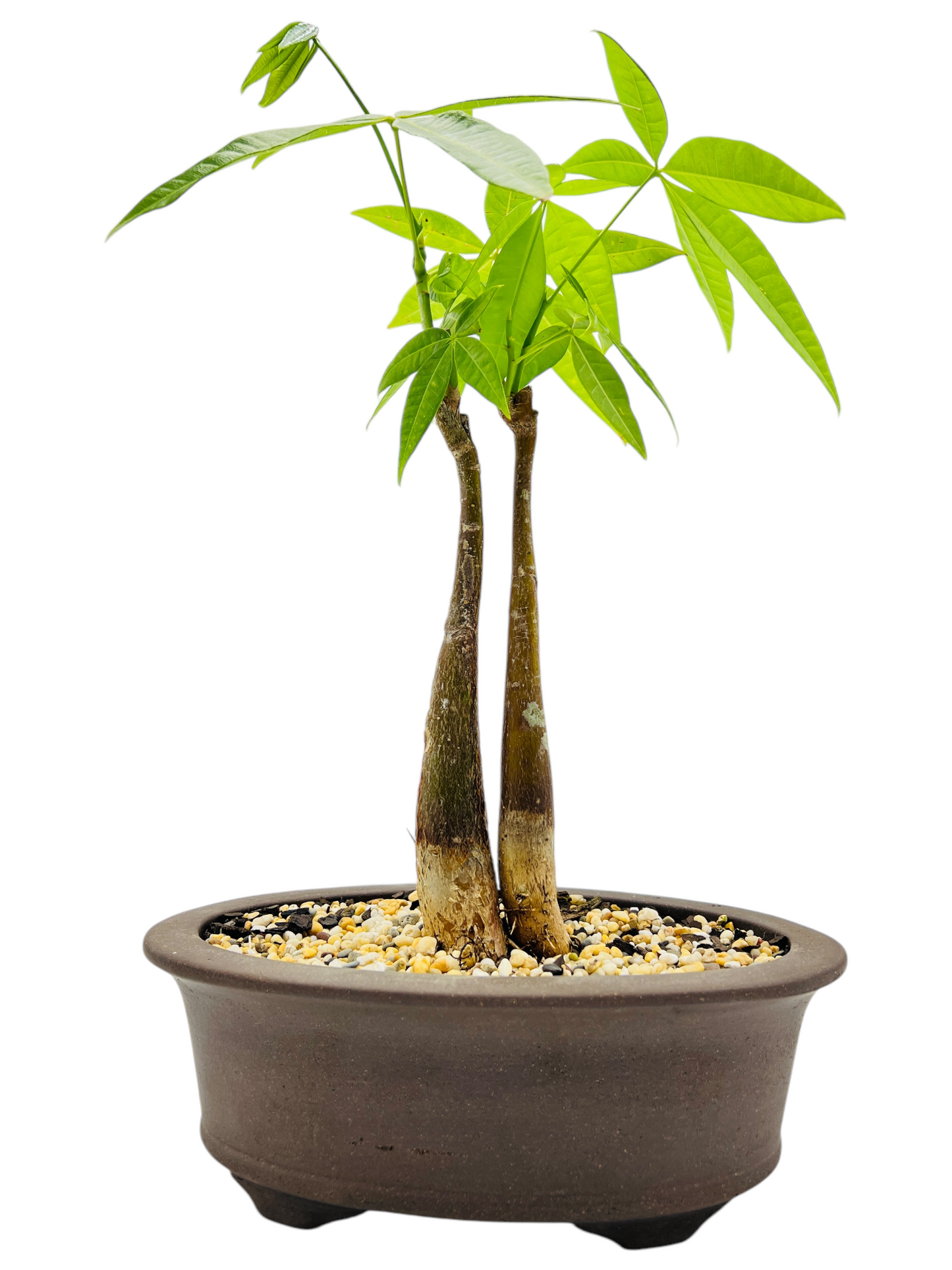 5 Leaves Twin Trunk Indoor Guiana Chestnut “Pachira Aquatica” Bonsai Tree 8 Inch 发财树