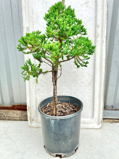 6” Staked Juniper DIY Prebonsai Tree - Bonsai Gifts Nursery