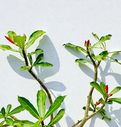 Red 70cm Tall Mature Desert Rose Bonsai Tree - Red Flowers