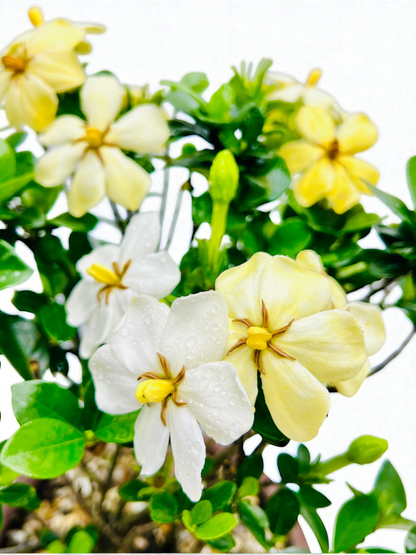 10 Inch Triple Trunk Style Gardenia Bonsai Tree