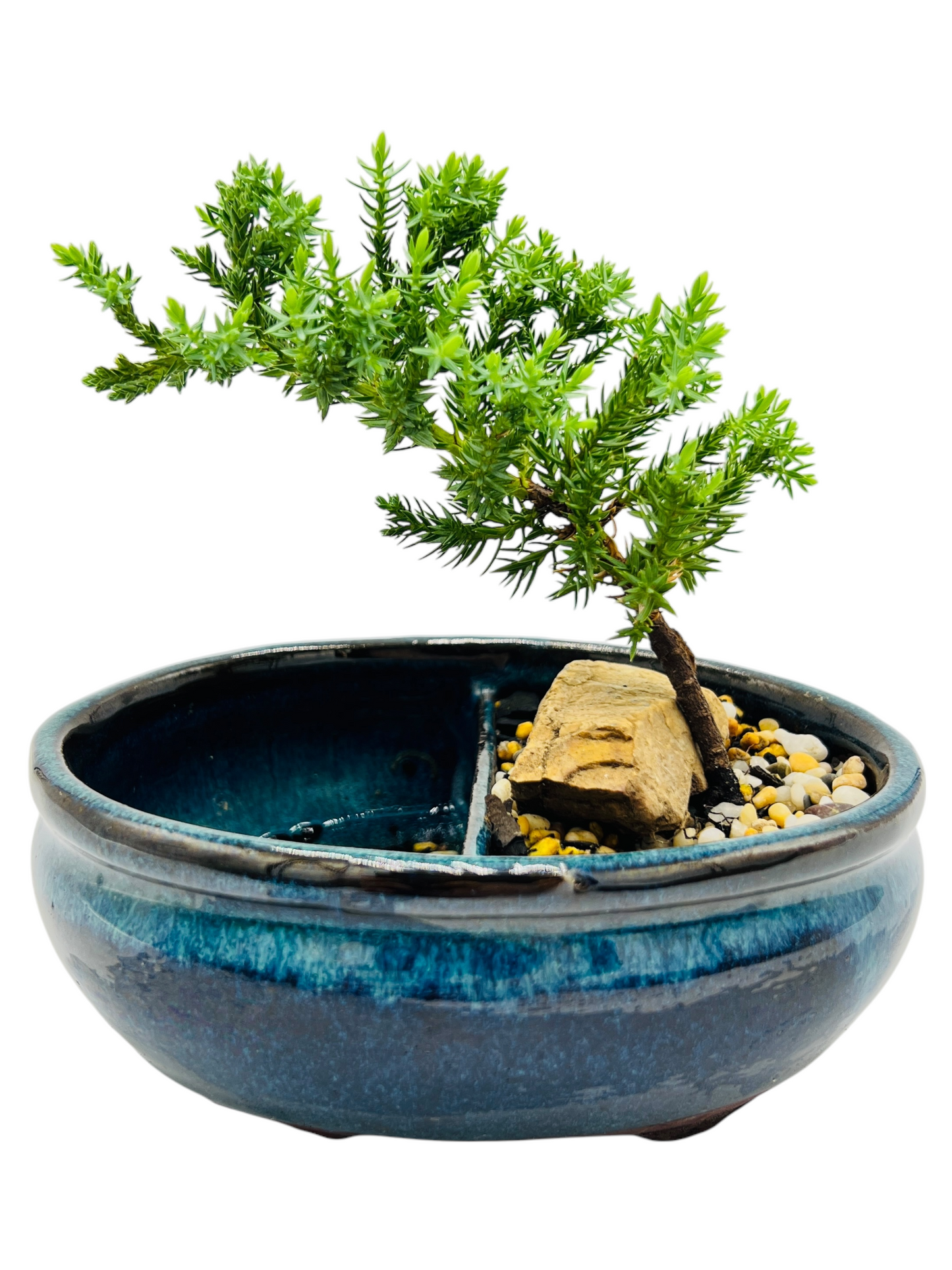 6” Juniper Bonsai Tree With Water Side