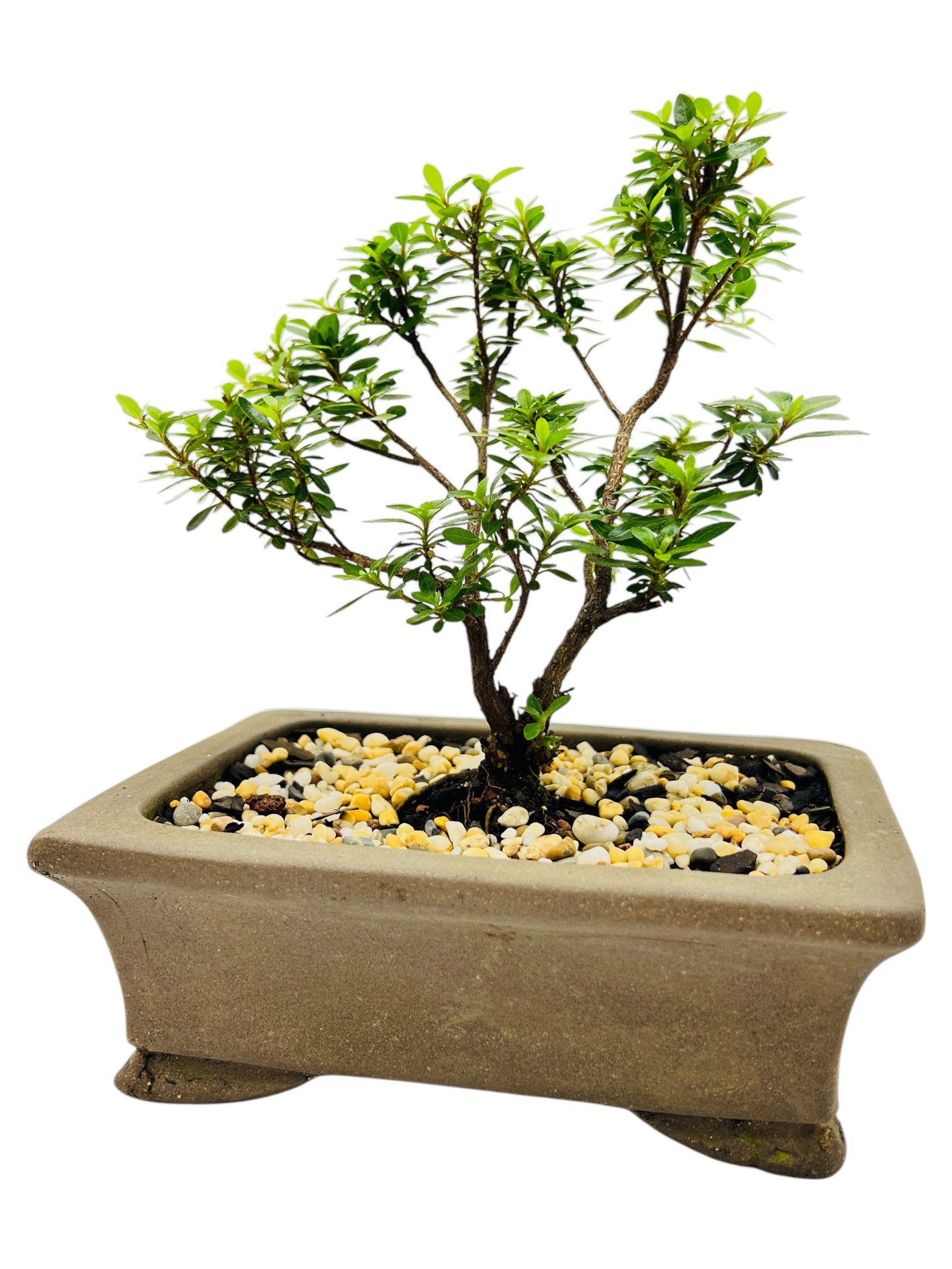 6” Saotome Azalea Bonsai Tree