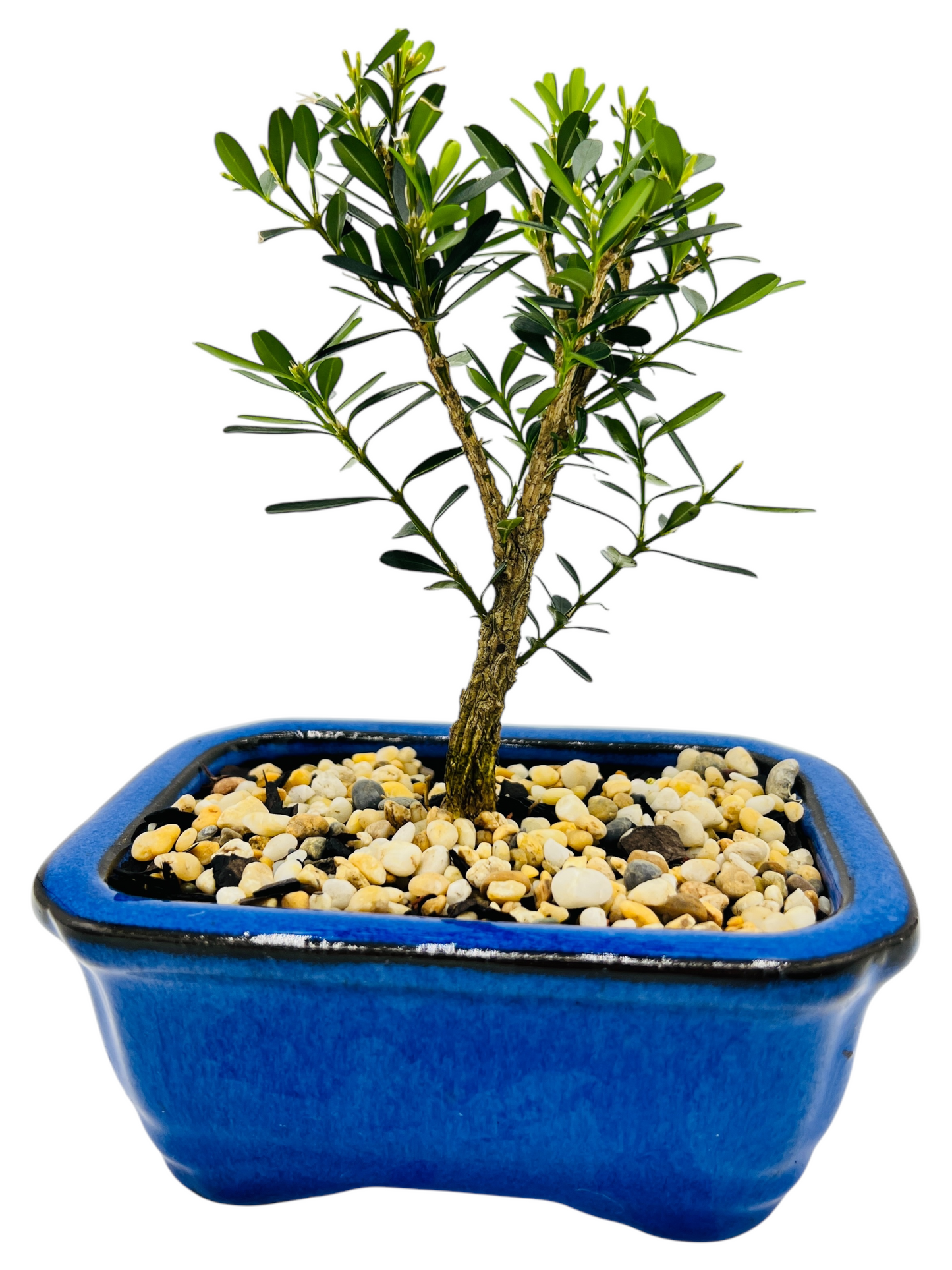 4” Harlandii Buxus Mame Mini Bonsai Tree