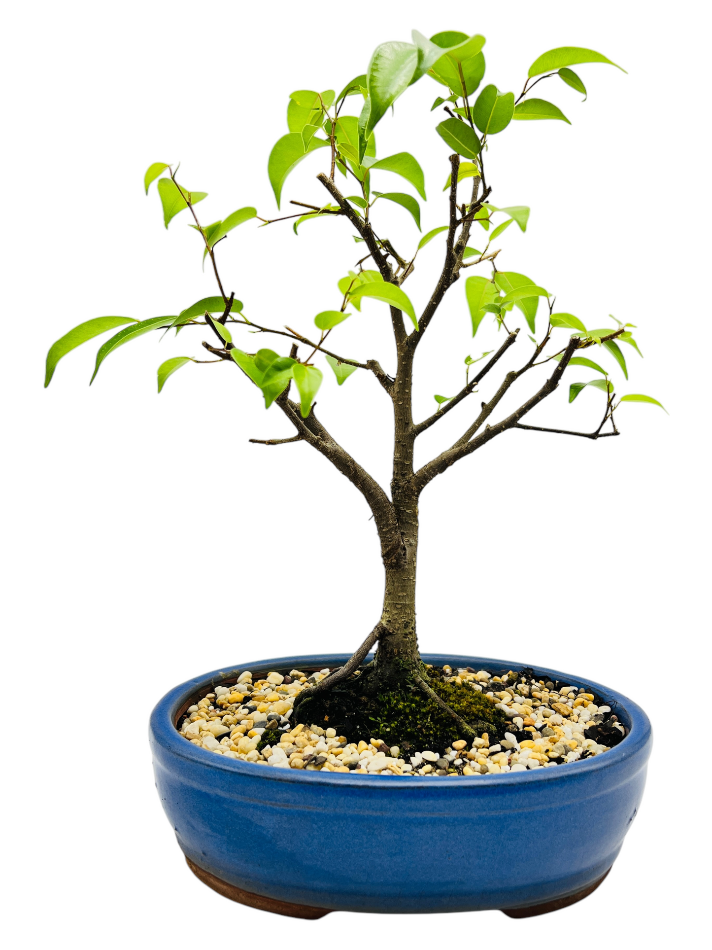 8 Inch Weeping Fig Bonsai Tree